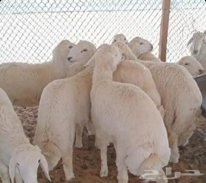 ذبايح طليان حري و نعيم 1