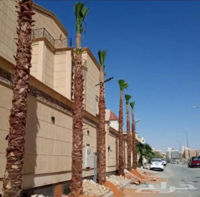 يوجد لدينا نخل واشنطني زينه امريكي بكل المقاسات وبسعار مناسب 0