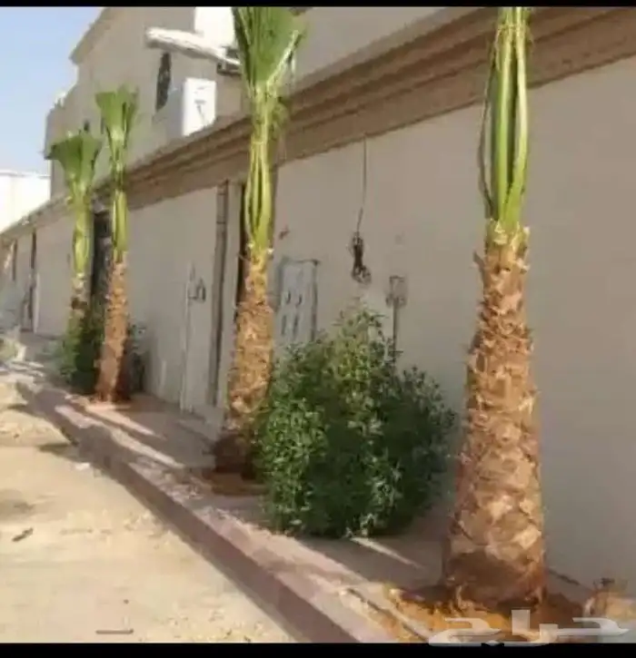 يوجد لدينا نخيل للبيع وتحويض النخيل بالحجار 5