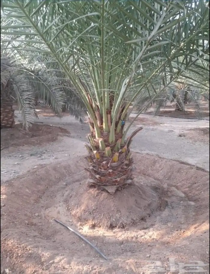 مقاول نخل عربي ونخل واشنطنيا مع اعماله قلع غرس تكريب وتحويض 18