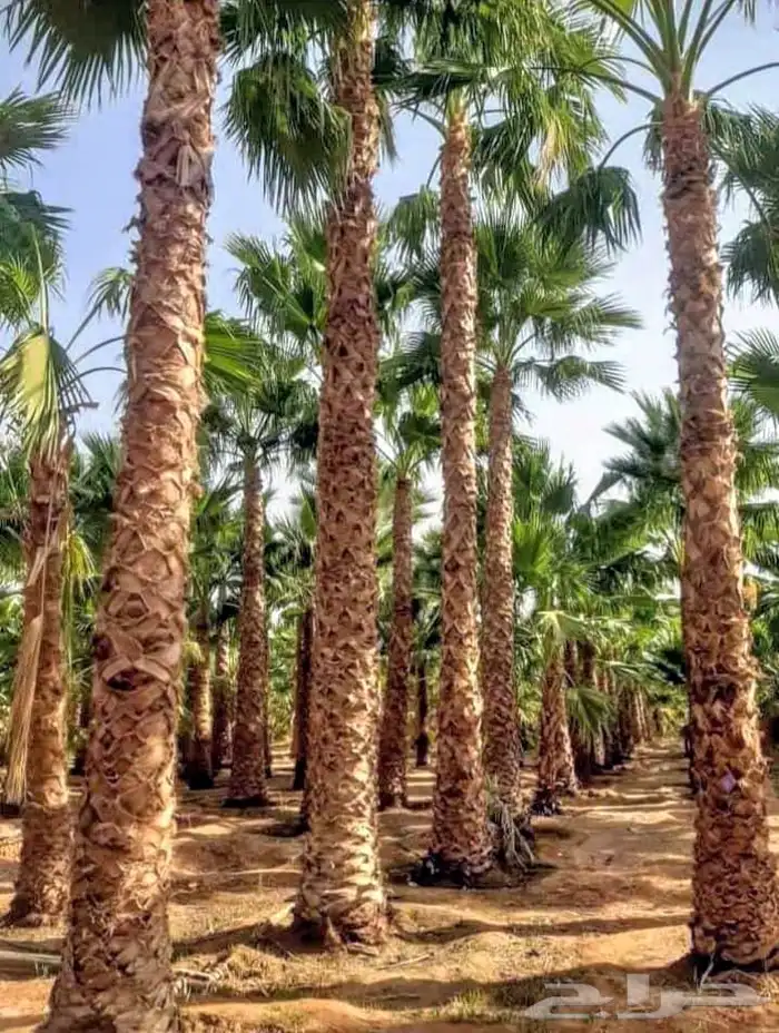 يوجد لدينا نخل عربي وشنطني 3