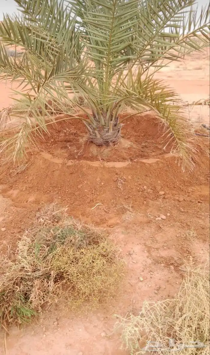 نقوم بتنفيذ نخله تركريب تنضيف ونقلع الفروخ 0