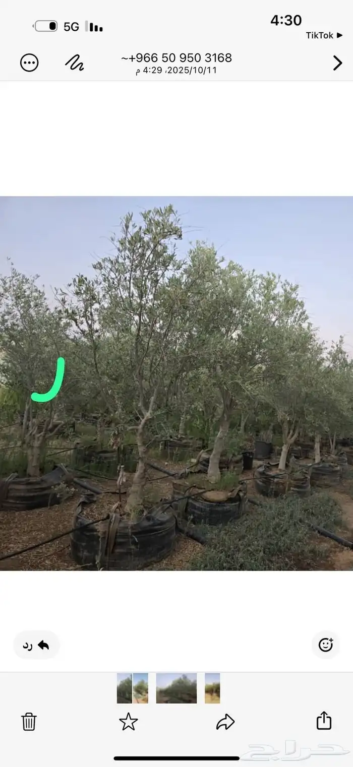 أشجار زيتون ونخل مثمرللبيع وأشجار بريه وتركيب الشبوك 8