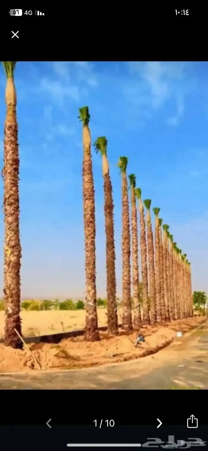 يوجد لدينا جميع انواع النخل من المتر الى 7 متر متوفر 5