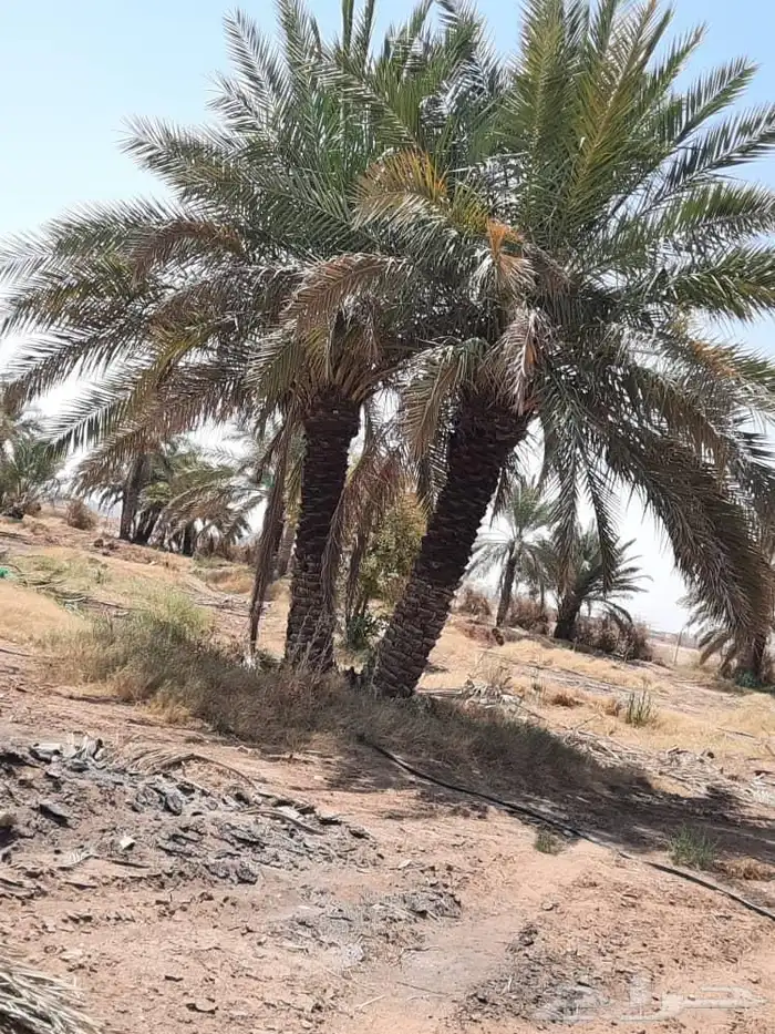 مقاول نخل عربي ونخل واشنطنيا مع اعماله قلع غرس تكريب وتحويض 20