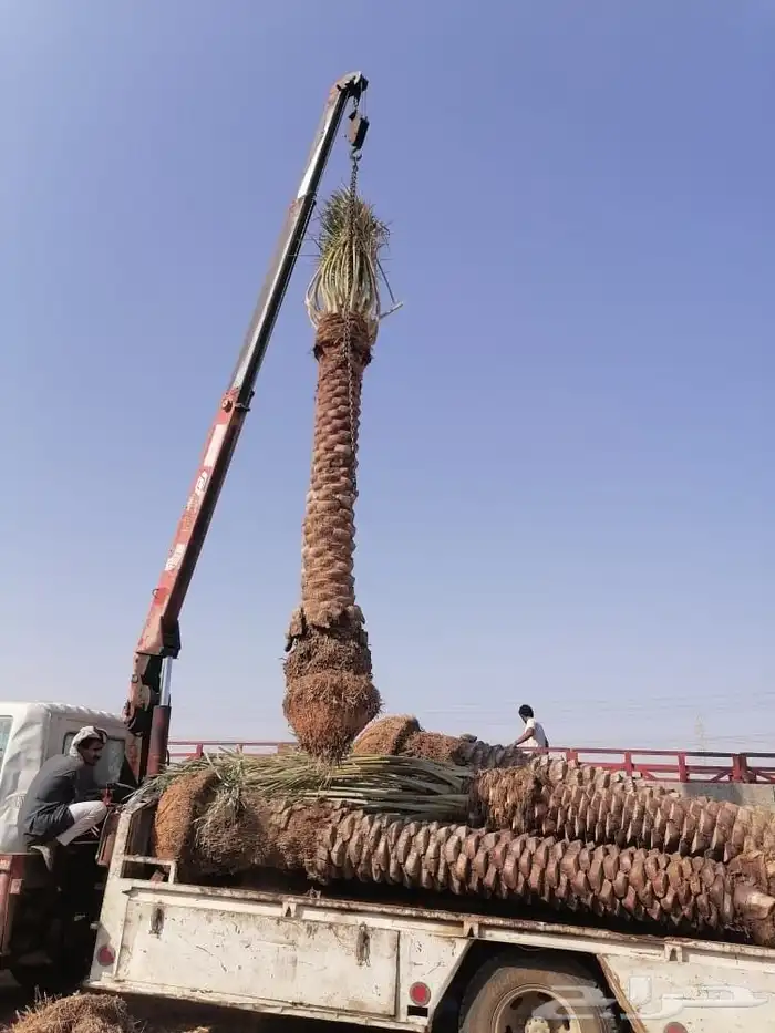 نخل للبيع جميع أنواعه ومقساته 7