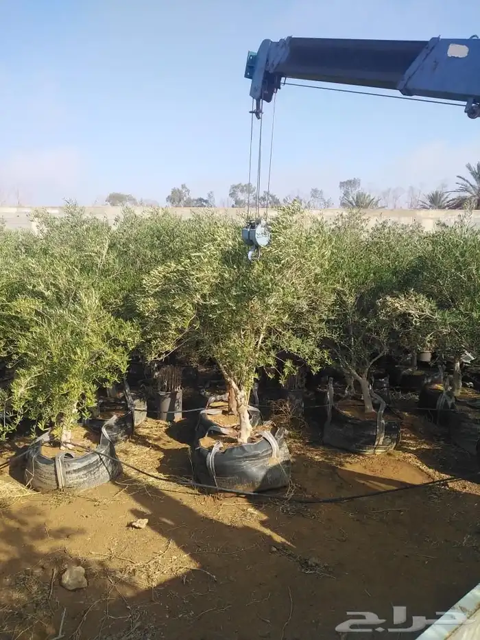 أشجار زيتون ونخل مثمرللبيع وأشجار بريه وتركيب الشبوك 6