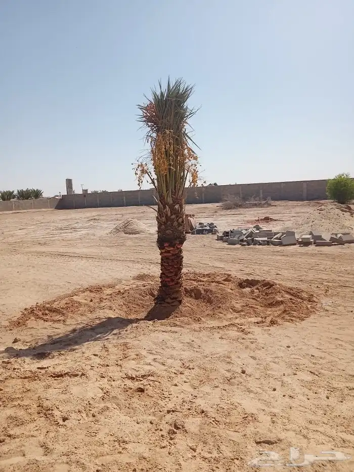 يوجد لدينا توريد جميع انواع نخيل 3