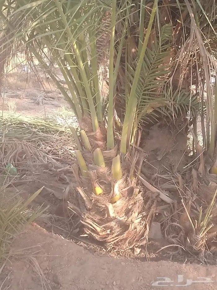 يوجد الدنيا جميع أنواع النخيل 0