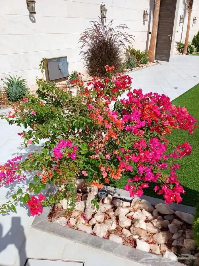 تنسق حدائق وشبكه الرأي 1