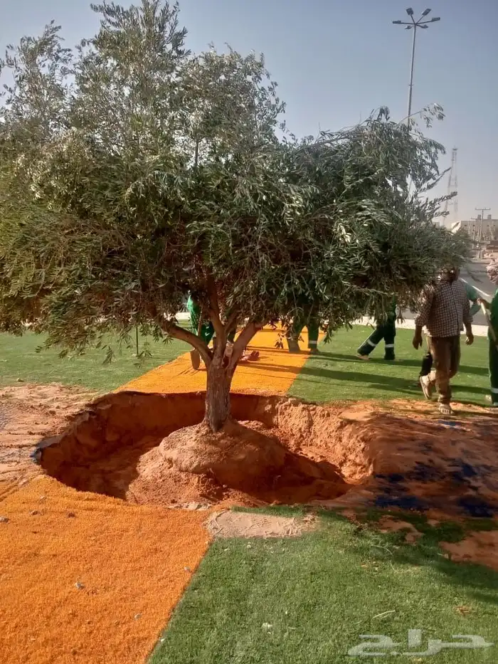 اشجار زيتون كبير زينه 3