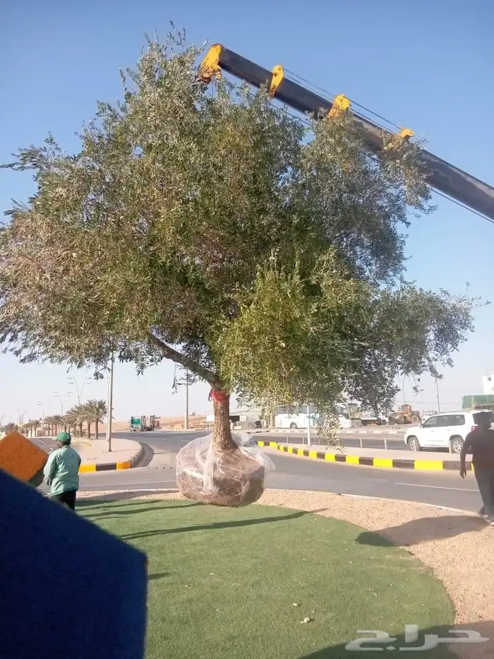 اشجار زيتون كبير زينه 0