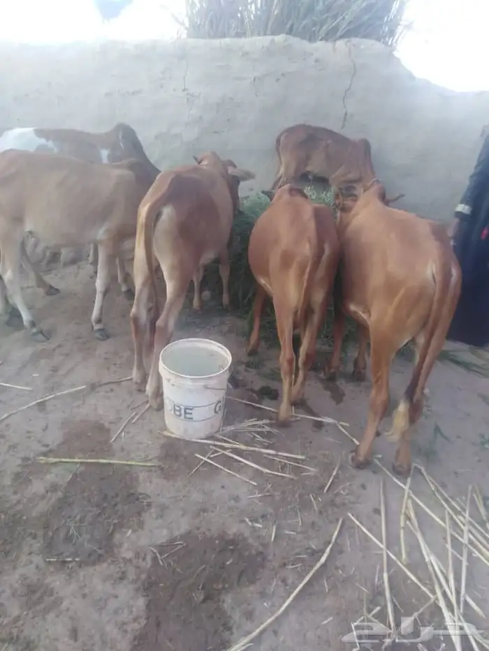 تاجير جلسات شعبيه تاجير كراسي وطاولات 9