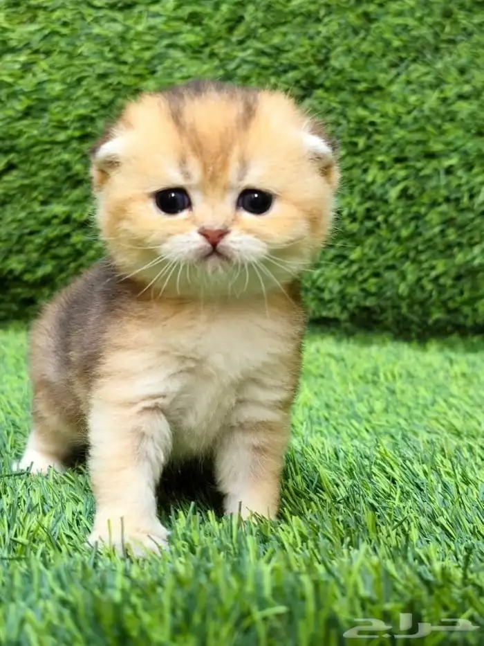 فرصة لاتتكرر سكوتش فولد ny11 أجداد شامبيون للبيع 10