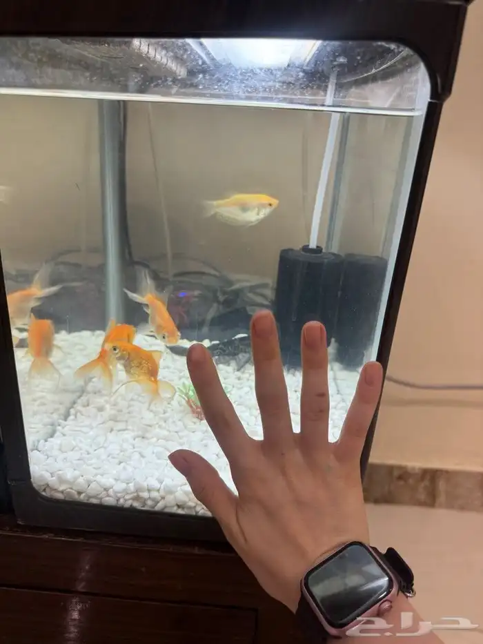 حوض سمك 1