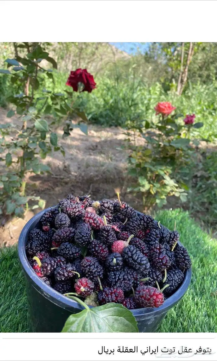 شتلات توت إيراني 3