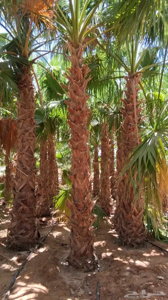 تنسق حدائق وشبكه الرأي 6