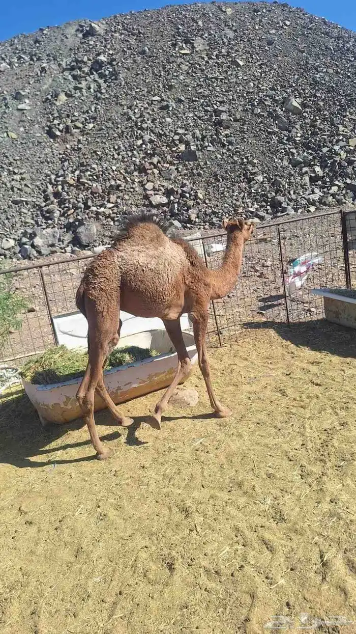 للبيع بكره مقنوي طيبه 3