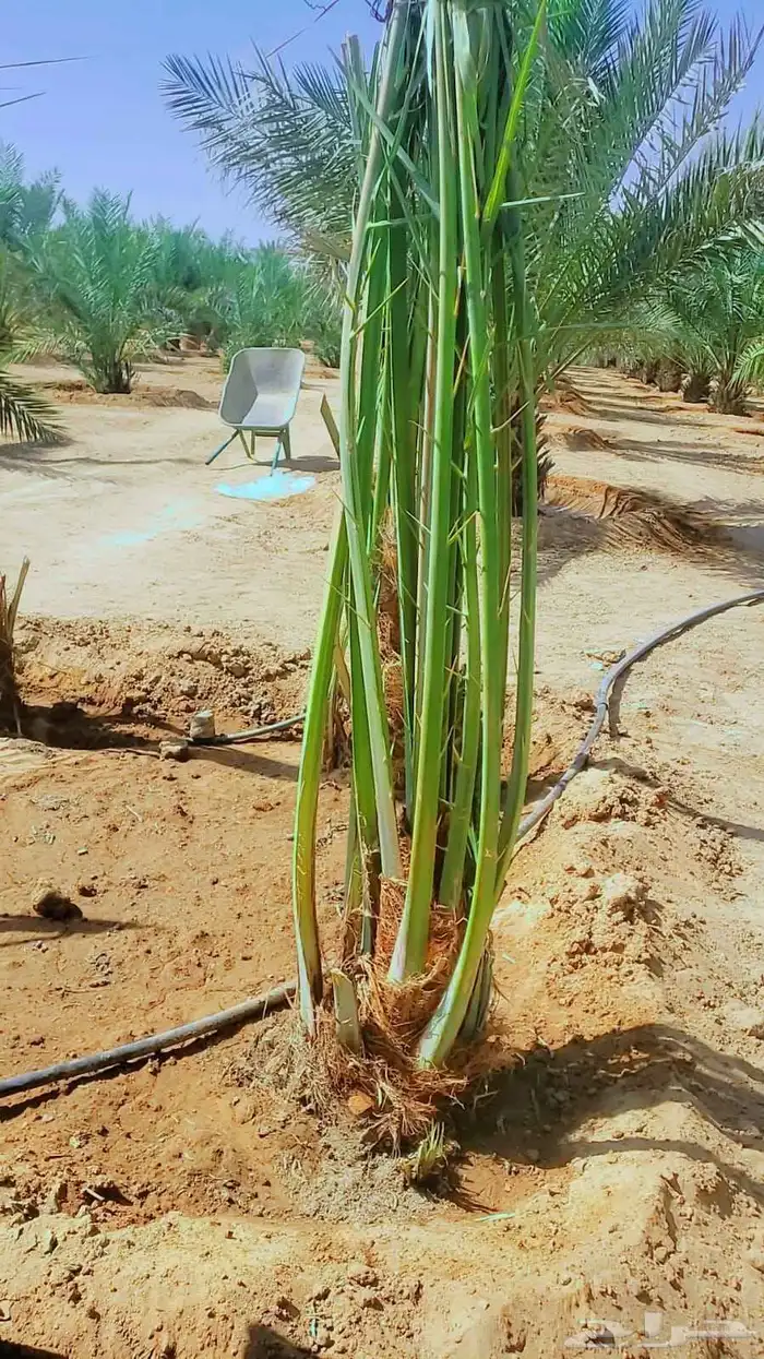 نخل القصيم نخيل للبيع سكري مجدول صقعي ونانه لبانه فحالة 11