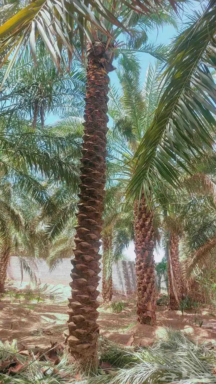 يوجد لدينا جميع انواع النخل من المتر الى 7 متر متوفر 7