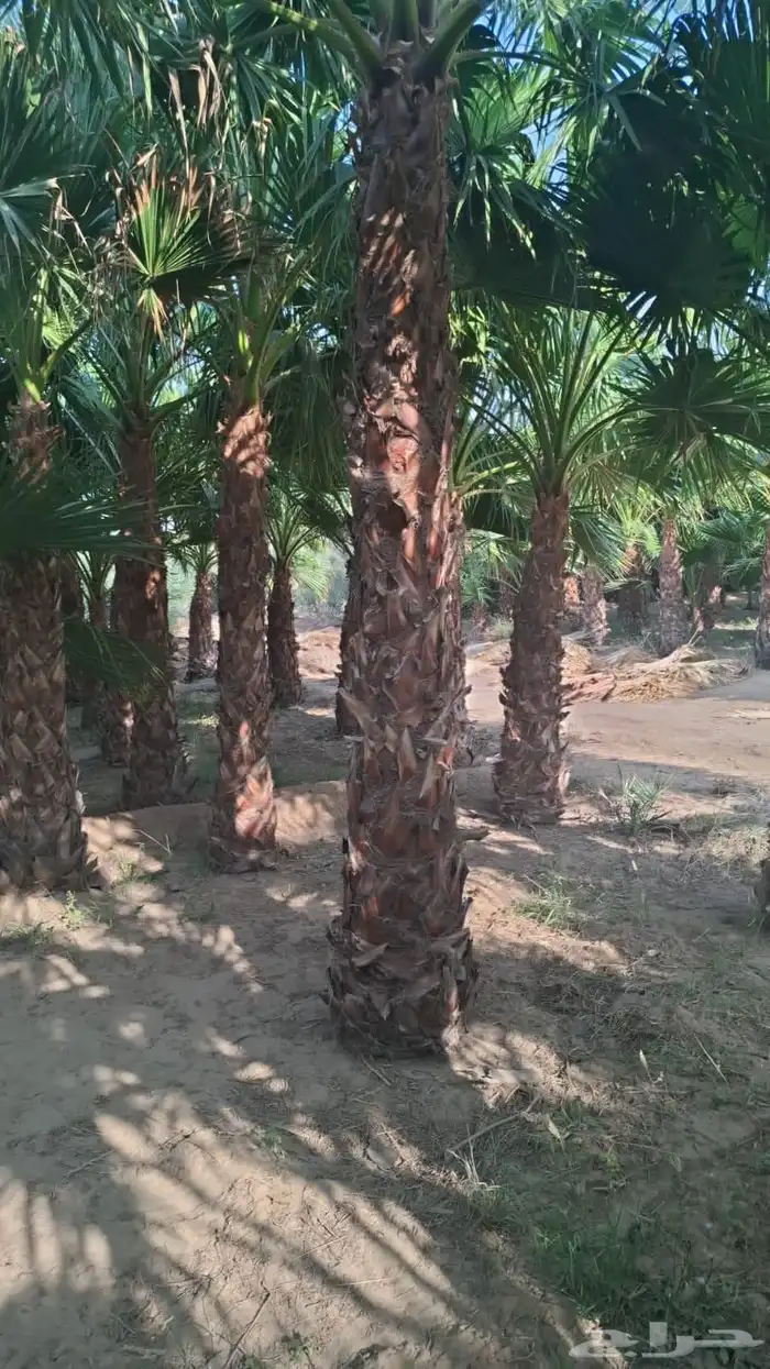 واشنطن زينه نخل للبيع واشنطن زينه نخل المثمر وزينه ملوكي 5