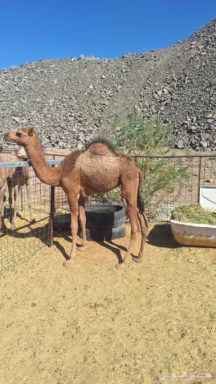 للبيع بكره مقنوي طيبه 1