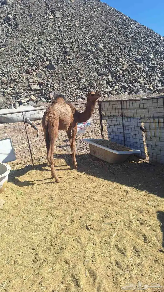 للبيع بكره مقنوي طيبه 4