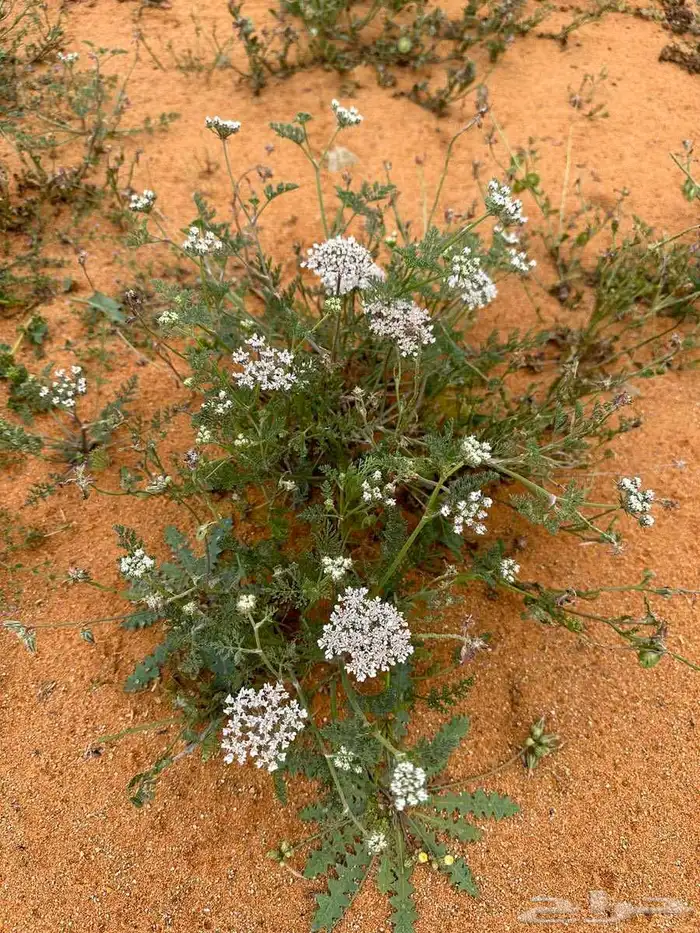 بذور البسباس البري 0