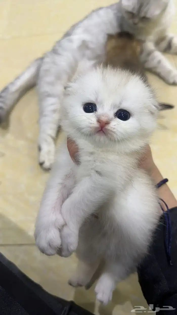 فرصة لاتتكرر سكوتش فولد ny11 أجداد شامبيون للبيع 6