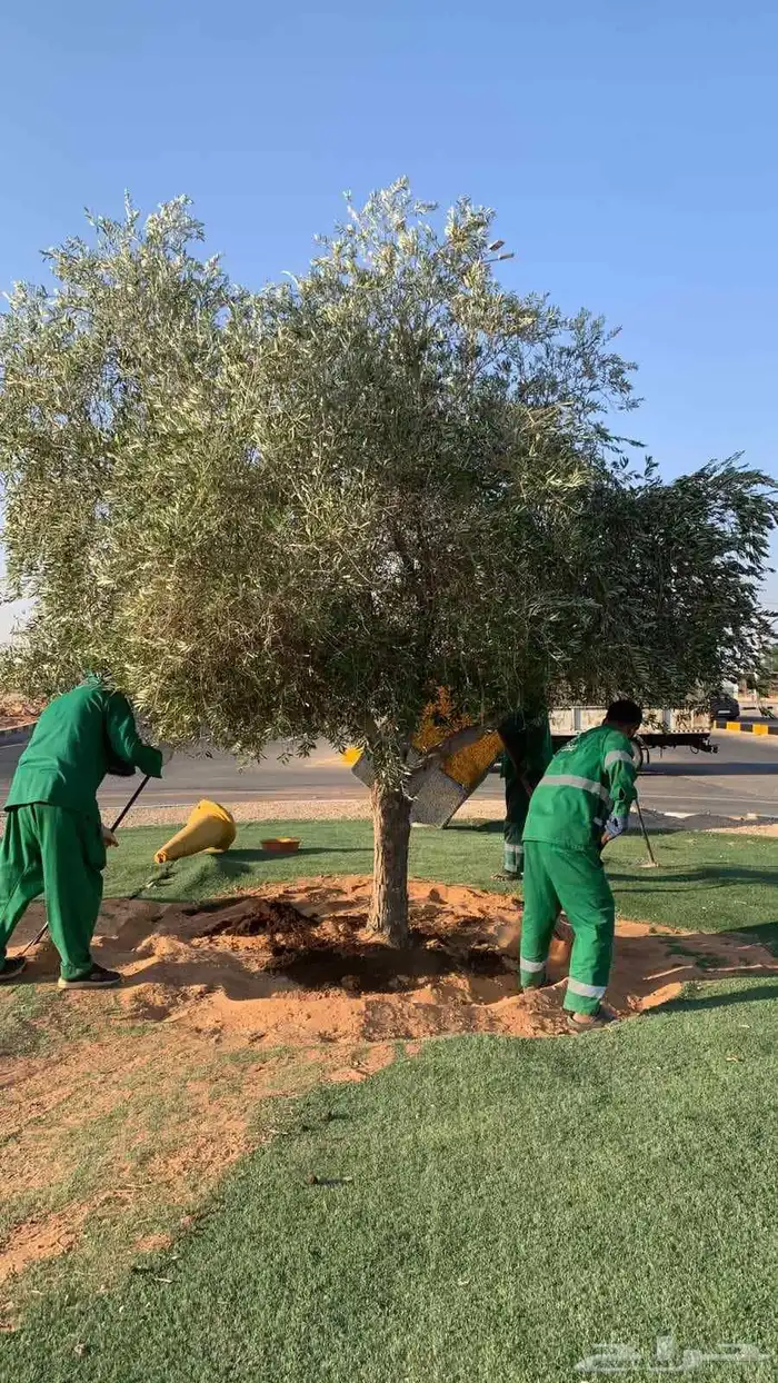 اشجار زيتون كبير زينه 1