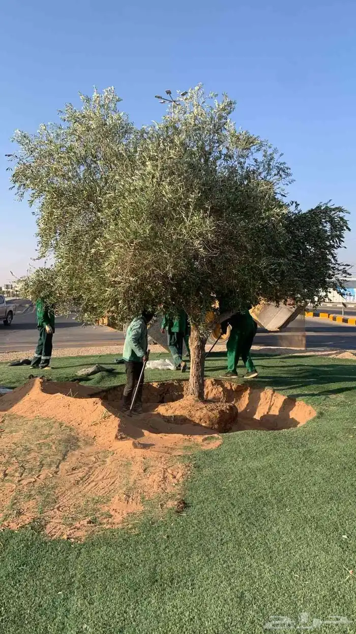 اشجار زيتون كبير زينه 2