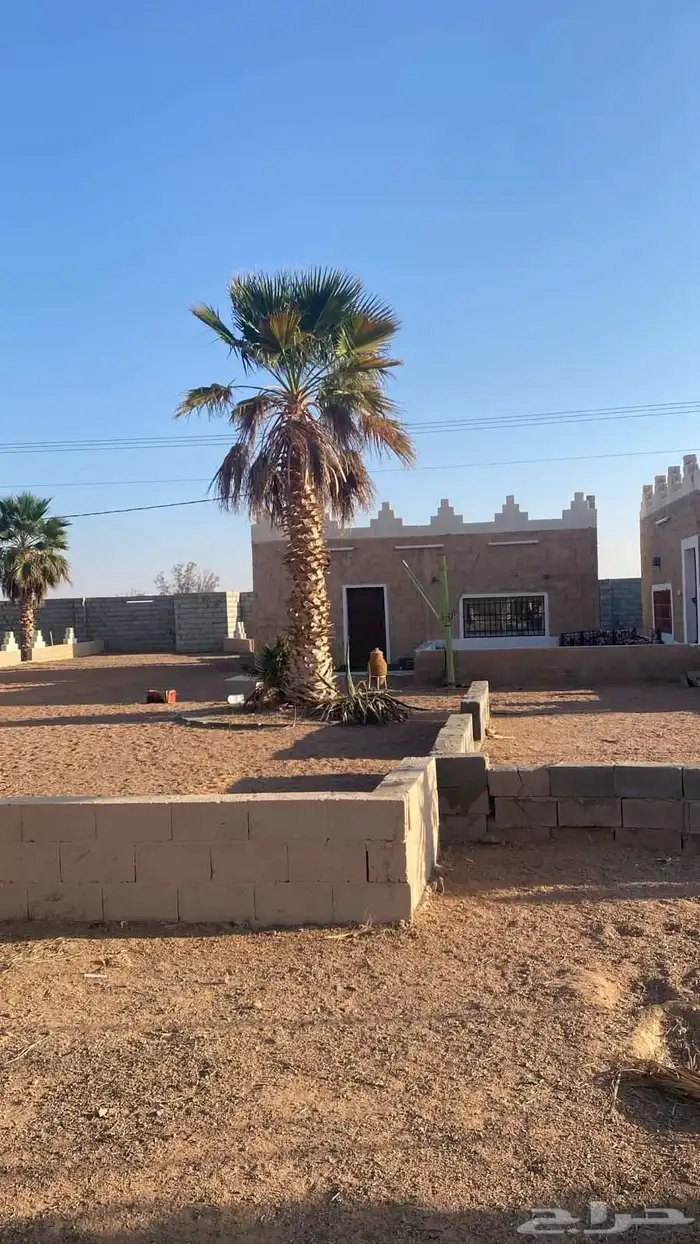 نخيل زينه امريكي 0