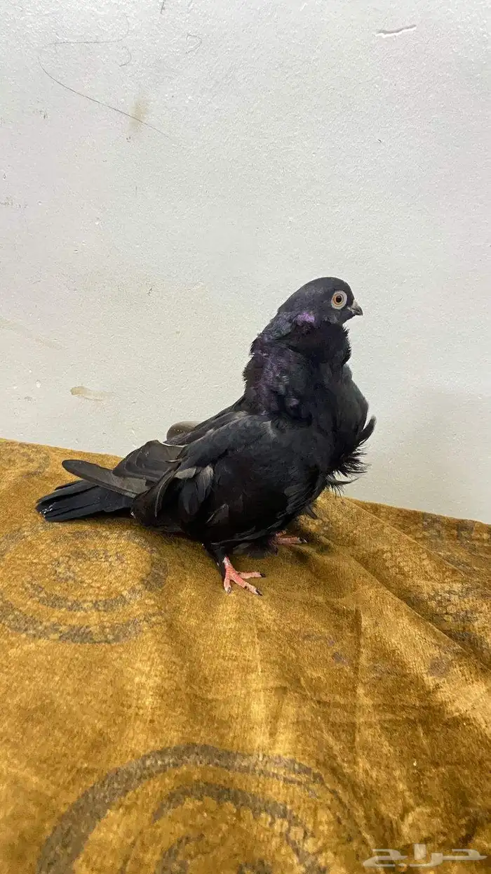 حمام الكشكي الصحه جيدا 2