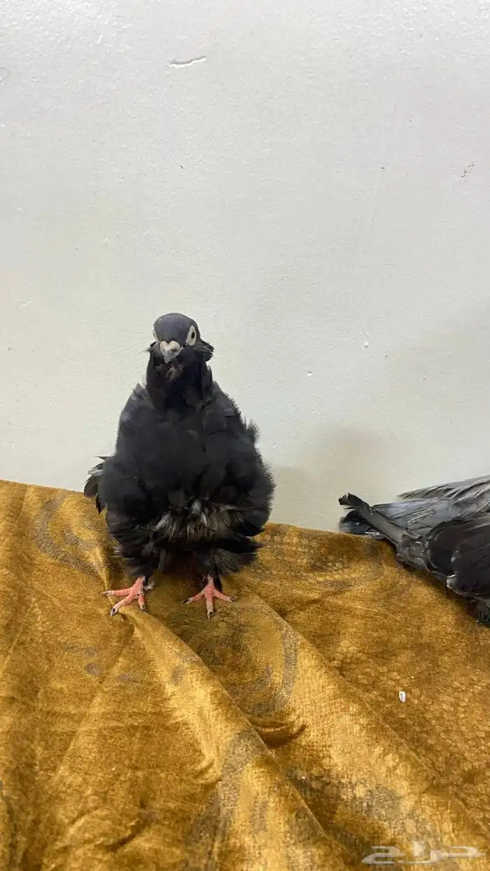 حمام الكشكي الصحه جيدا 3