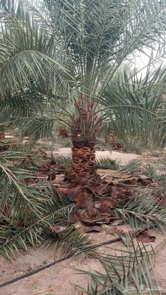 مقاول نخل عربي ونخل واشنطنيا مع اعماله قلع غرس تكريب وتحويض 21