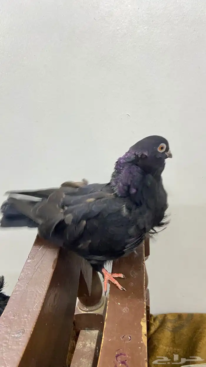 حمام الكشكي الصحه جيدا 1