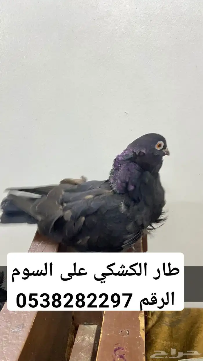 حمام الكشكي الصحه جيدا 0