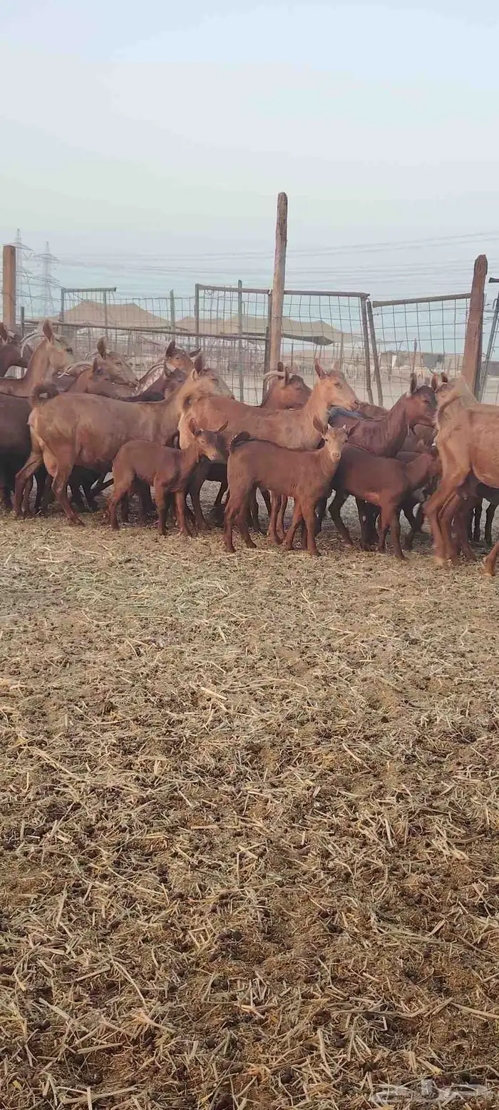 معزا محايليه 4