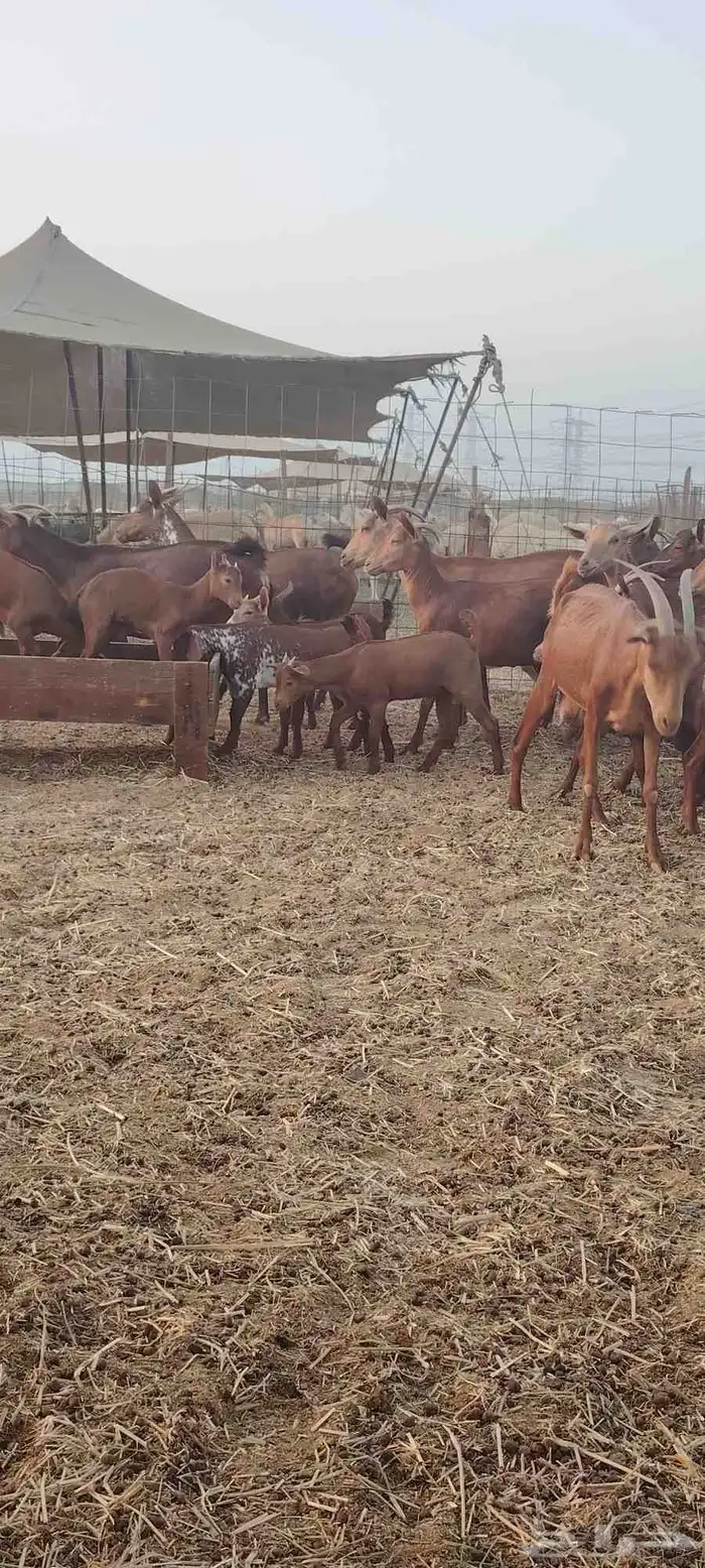 معزا محايليه 9