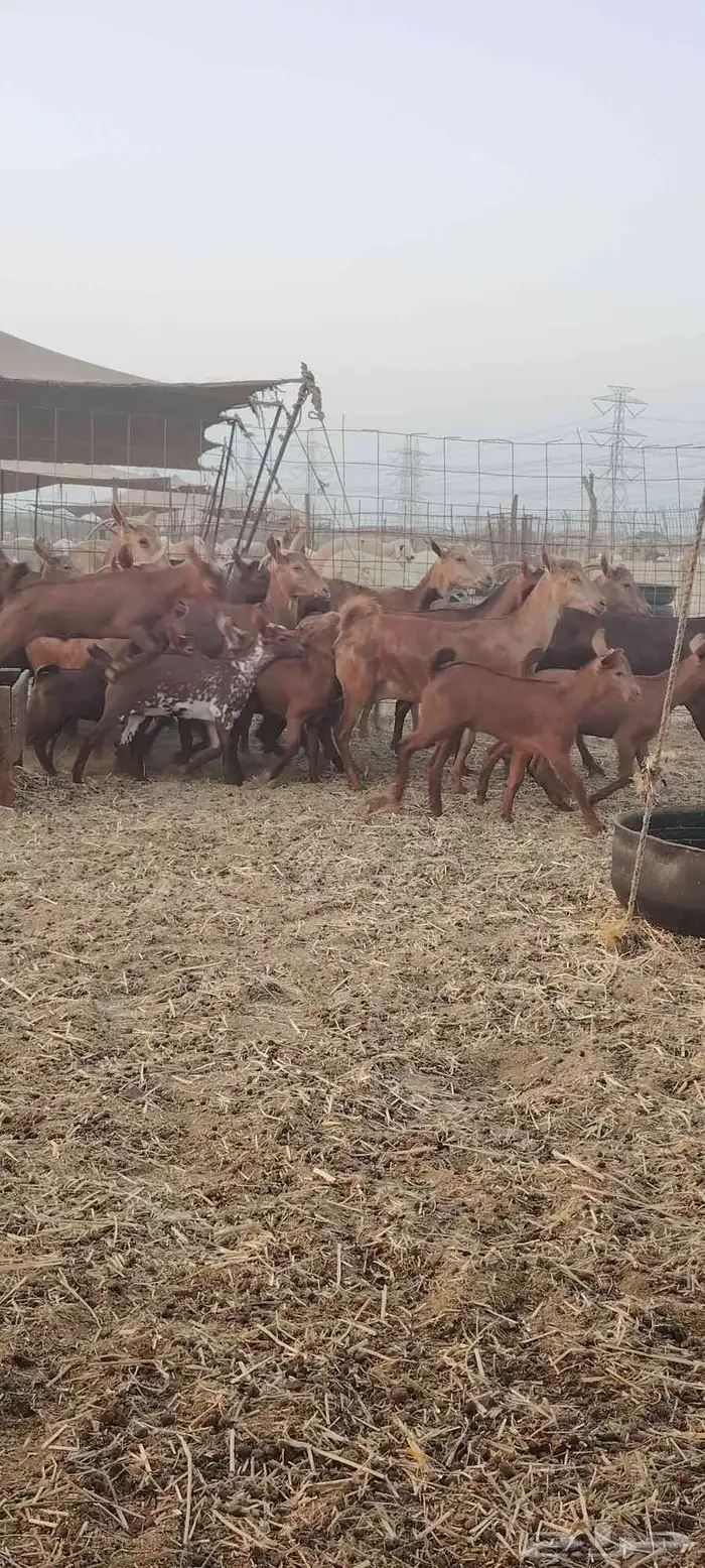 معزا محايليه 7