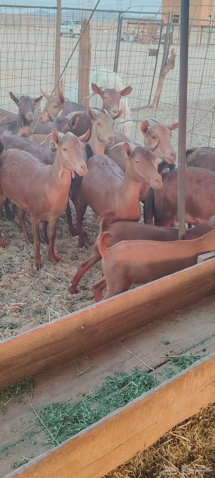 معزا محايليه 0