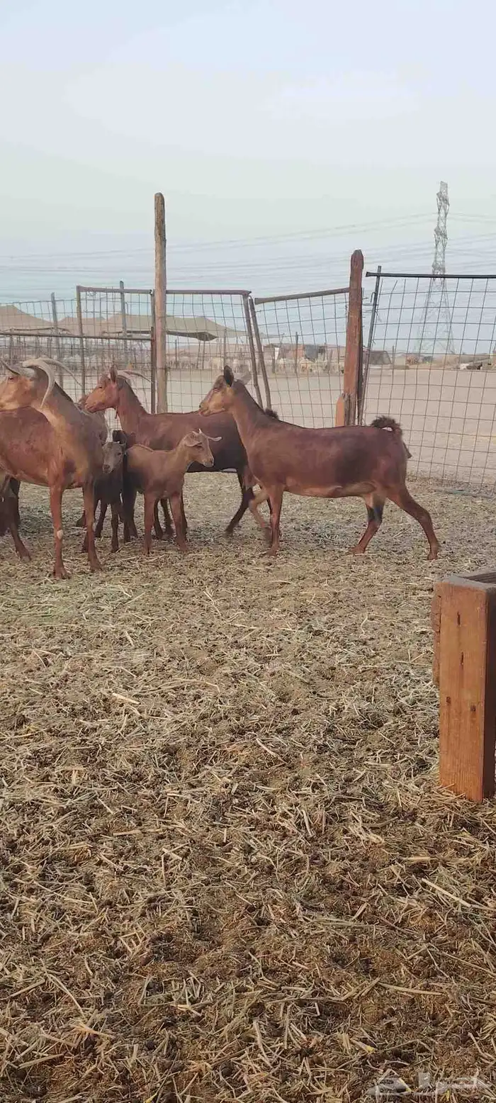 معزا محايليه 8