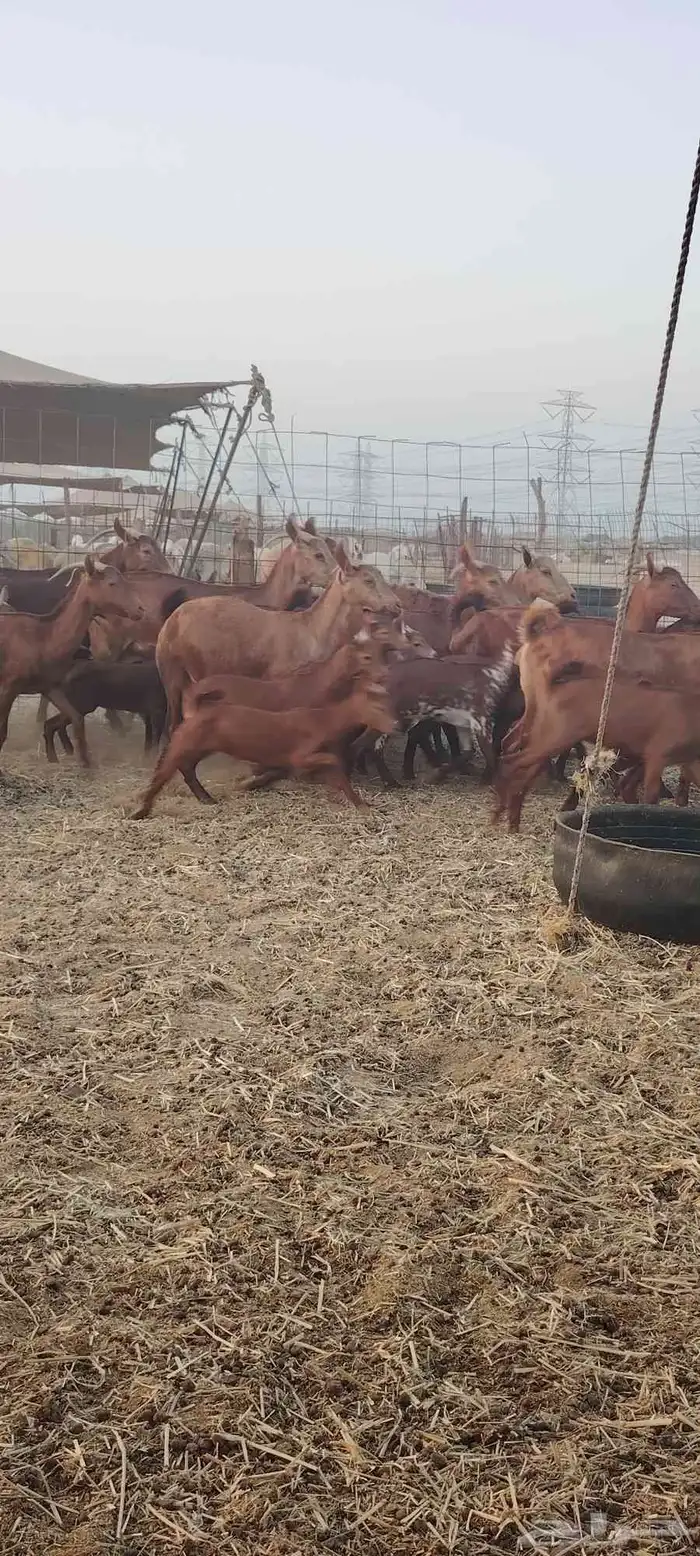 معزا محايليه 5