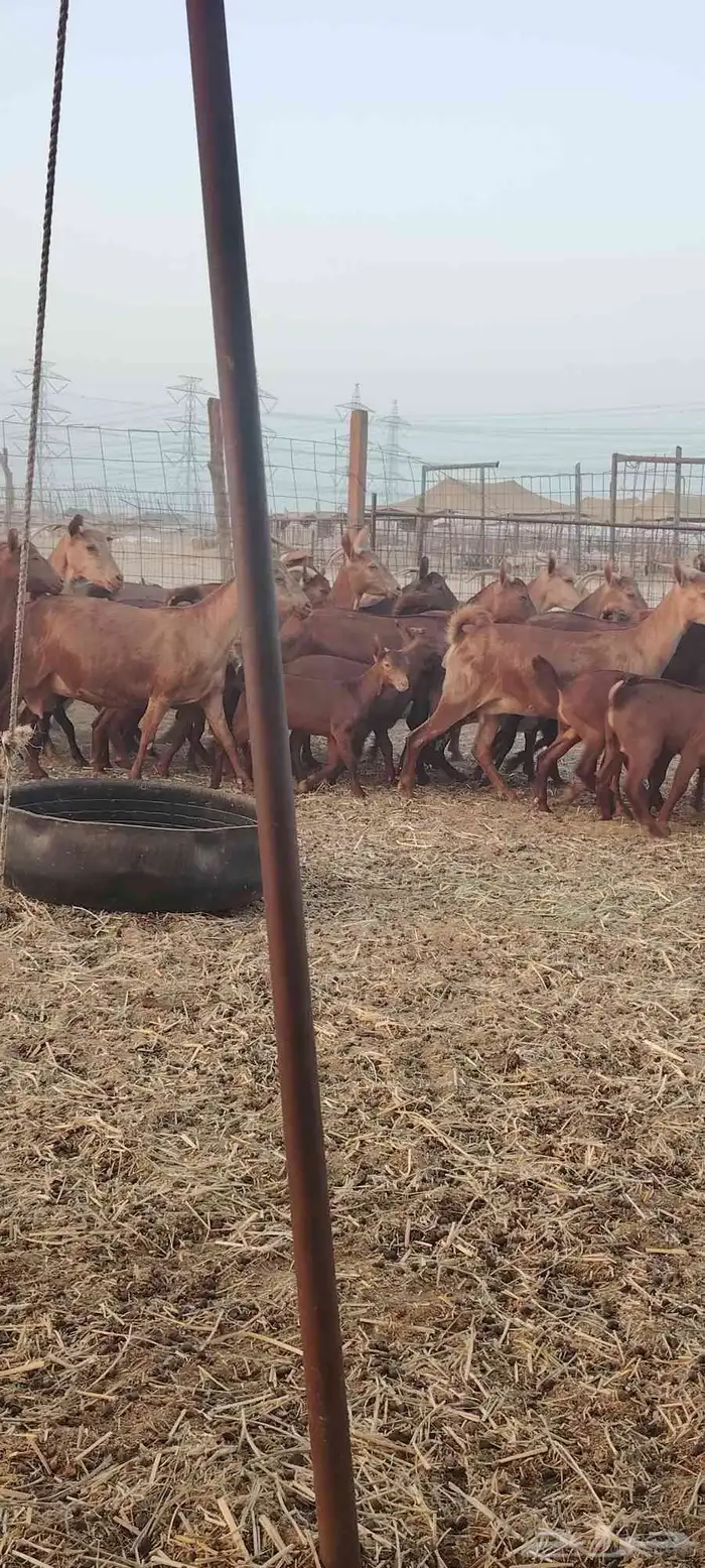 معزا محايليه 6