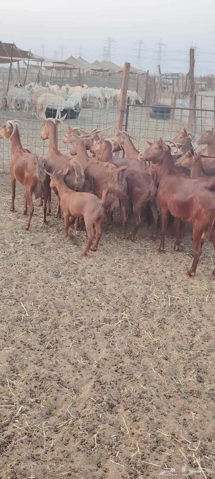 معزا محايليه 2