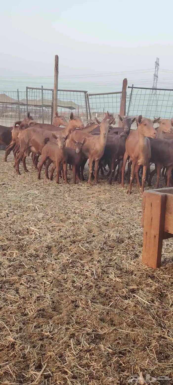 معزا محايليه 3