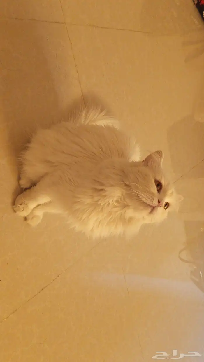 قطة شيرازي للبيع 1