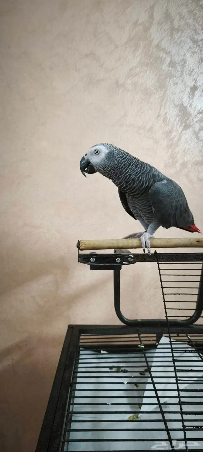 كاسكو مفقود 0