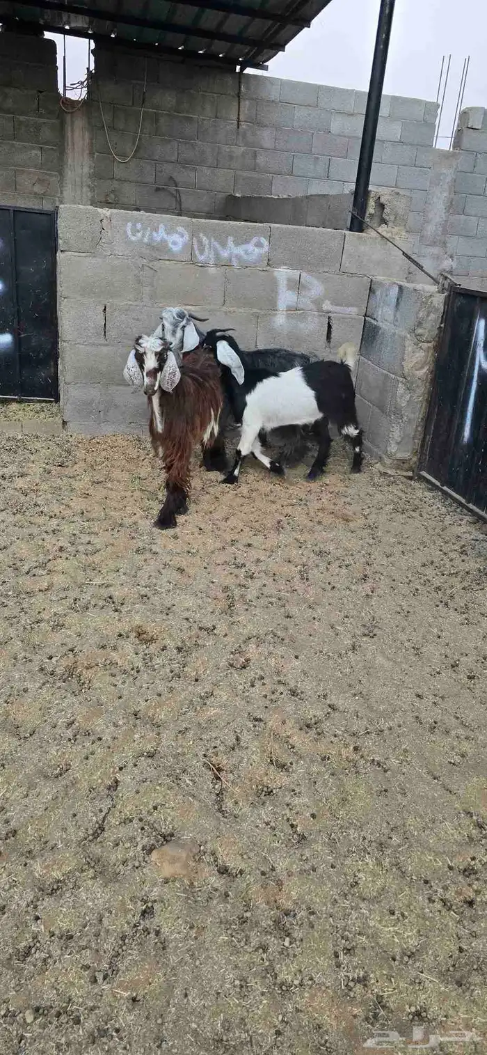 تيوس للبيع 0