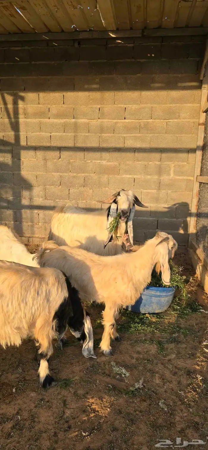 فحل أبيض تيس ماشاءالله صحه شرط و حار وانتاجه طيب وجرمه طيب 2